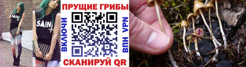 Псилоцибиновые грибы Psilocybine cubensis  Кушва 